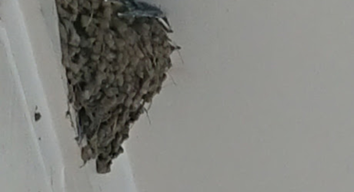 池袋駅西口の地鶏と鍋と日本酒の美味しいおすすめ居酒屋じどりーにょおじさん、ツバメの巣を発見！巣の下には食事のお釣りがいっぱい(;^ω^)