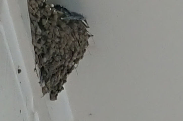 池袋駅西口の地鶏と鍋と日本酒の美味しいおすすめ居酒屋じどりーにょおじさん、ツバメの巣を発見！巣の下には食事のお釣りがいっぱい(;^ω^)