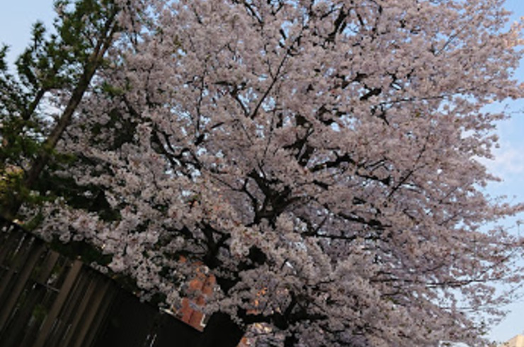 池袋駅西口の地鶏と鍋と日本酒の美味しいおすすめ居酒屋じどりーにょおじさん桜が散っていたことに気付く。花見